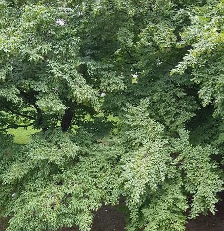 Orhideja Osijek Apartment Екстериор снимка