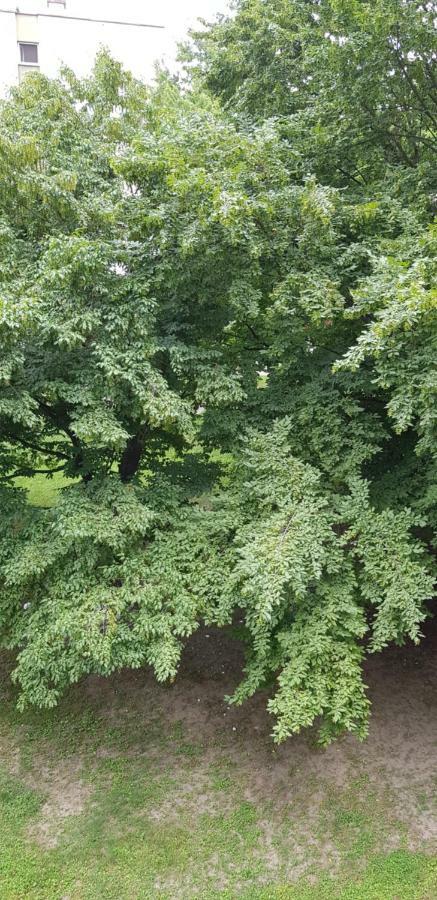 Orhideja Osijek Apartment Екстериор снимка